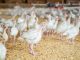 Poultry Poultry Farm Chickens Farm