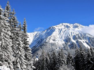 Sky Blue Snow Covered Trees