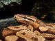 Snakehead Drop Of Water Constrictor