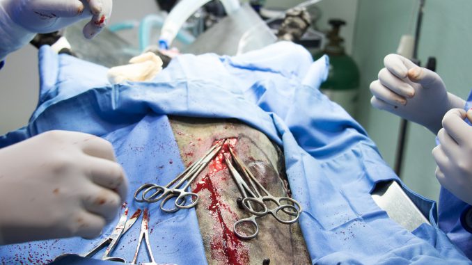 Surgery Veterinary Patient Surgery Veterinary Patient