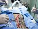Surgery Veterinary Patient