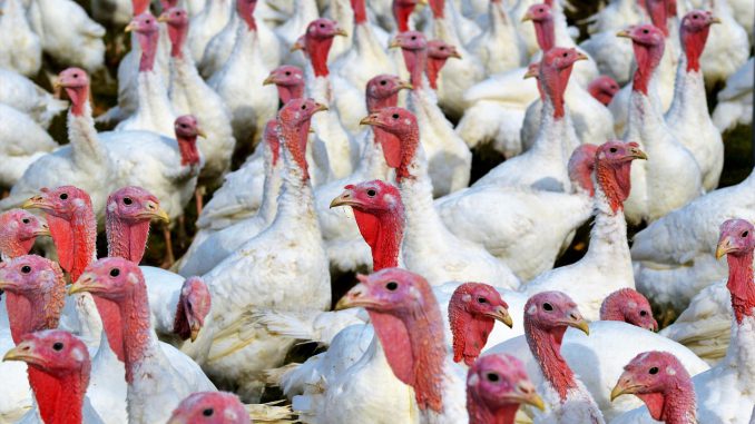 Turkeys Birds Plumage Poultry 