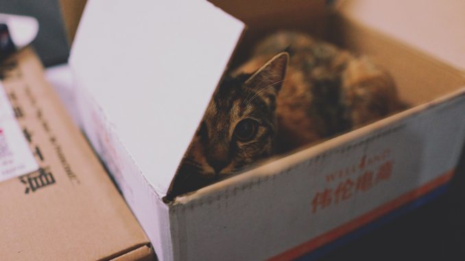 Animal Cat Carton 
