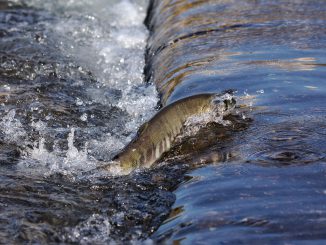Animal River Water