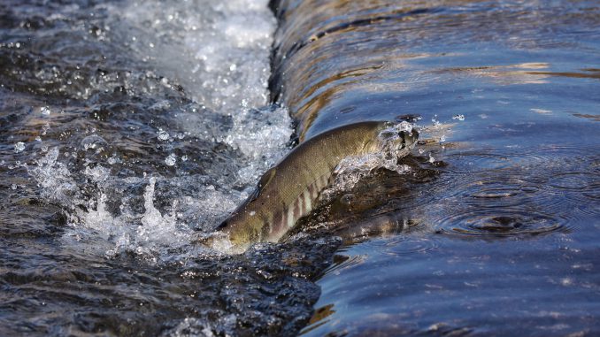 Animal River Water Animal River Water