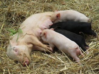 Animals Pigs Piglet Farm