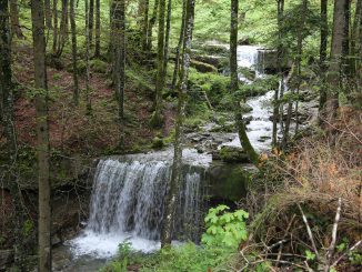 Bach Trees Water Landscape Nature