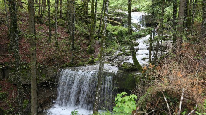 Bach Trees Water Landscape Nature 