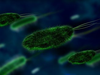 Bacteria Virus Bacterial Species