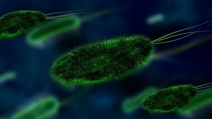 Bacteria Virus Bacterial Species 