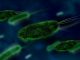 Bacteria Virus Bacterial Species