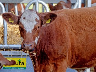 Bovine Cow Cattle Animal