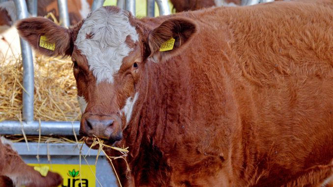Bovine Cow Cattle Animal 