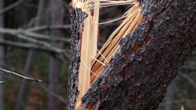Broken Tree Chips Trunk Forest Broken Tree Chips Trunk Forest
