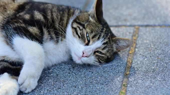 Cat Animal Domestic Pet Feline Cat Animal Domestic Pet Feline