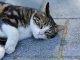Cat Animal Domestic Pet Feline