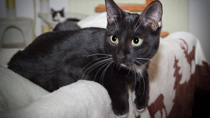 Cat Domestic Cat Black White Lying 