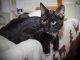 Cat Domestic Cat Black White Lying