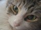 Cat Kitten Cute Animals Feline