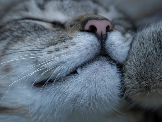 Cat Small Sleeping Macro Tooth