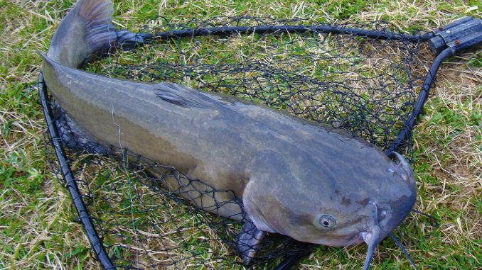 Catfish Fishing Net Channel Catfish Catfish Fishing Net Channel Catfish