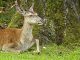 Deer Park Doe Animal Concerns Tree