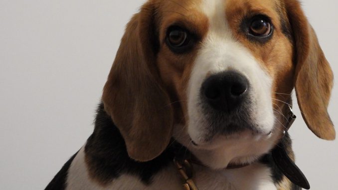 Dog Beagl Assistant Nice Portrait 