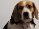Dog Beagl Assistant Nice Portrait