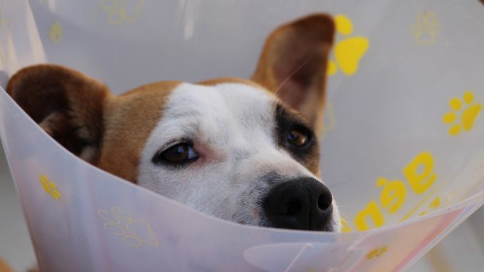 Dog Dog Head Protective Collar Ruff 