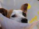 Dog Dog Head Protective Collar Ruff