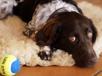 Dog Kleiner M%C%BCnsterl%C%Ander Pet