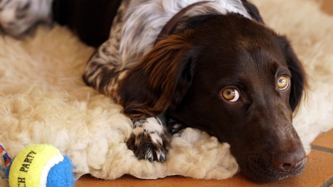 Dog Kleiner M%C%BCnsterl%C%Ander Pet 