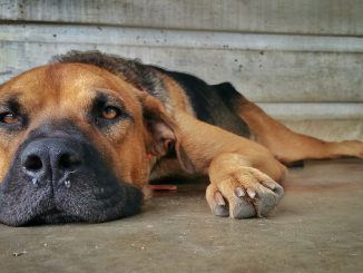 Dog Nose Paws Brown Eye S Sad