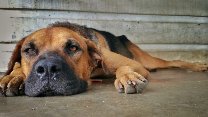 Dog Nose Paws Brown Eye S Sad 