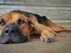 Dog Nose Paws Brown Eye S Sad