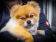 Dog Small Purry Fluffy Cute