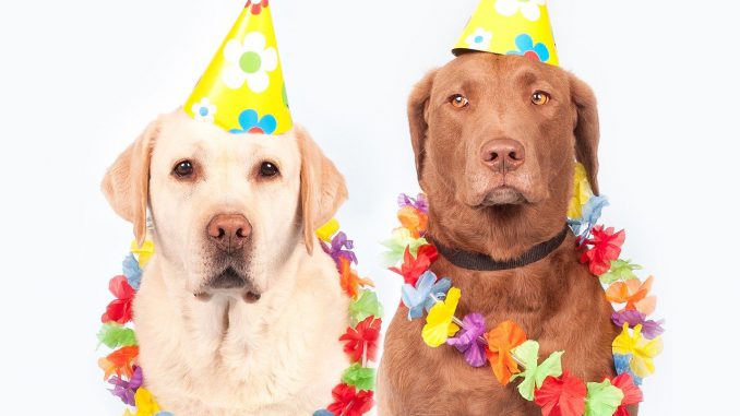 Dogs Carnival Humor Pet Ernst Dogs Carnival Humor Pet Ernst