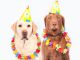 Dogs Carnival Humor Pet Ernst