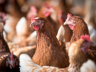 Laying Hens Hen Poultry Chicken