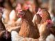 Laying Hens Hen Poultry Chicken