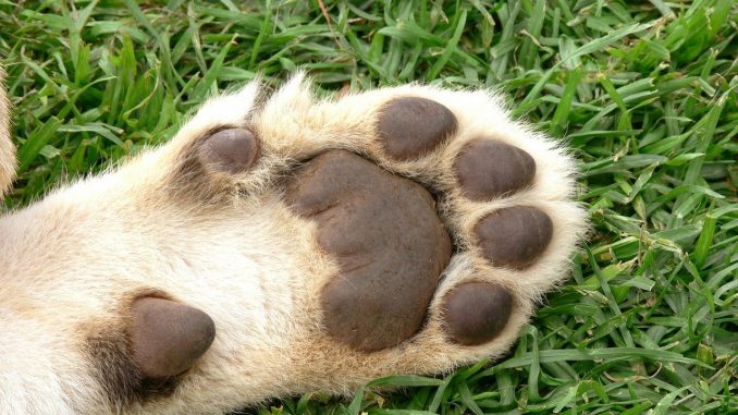 Lion Cub Foot Pads Paw Cat Lion Cub Foot Pads Paw Cat