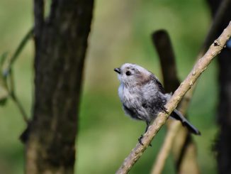 Long Tailed Tit Tit Songbird Bird