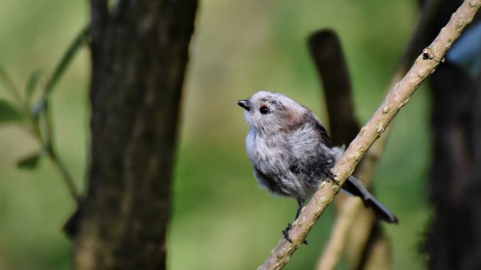 Long Tailed Tit Tit Songbird Bird 