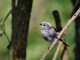 Long Tailed Tit Tit Songbird Bird