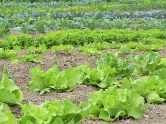 Salad Herbs Vegetables Cultivation