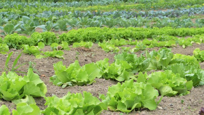 Salad Herbs Vegetables Cultivation 