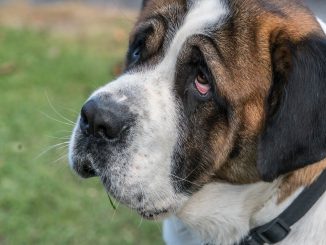 St Bernard Purebred Rescue
