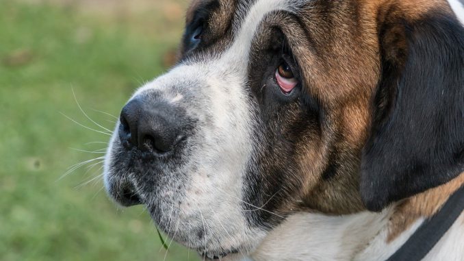 St Bernard Purebred Rescue 