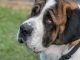 St Bernard Purebred Rescue