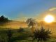 Sunrise Meadow Spring Dew Yellow